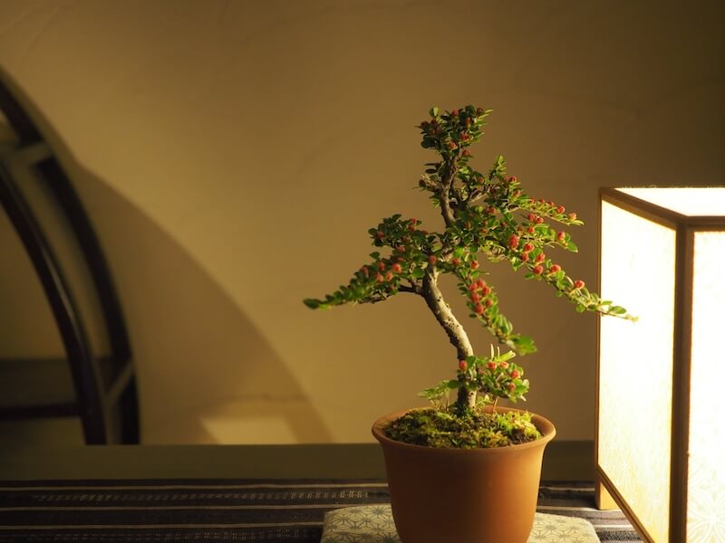 山野草